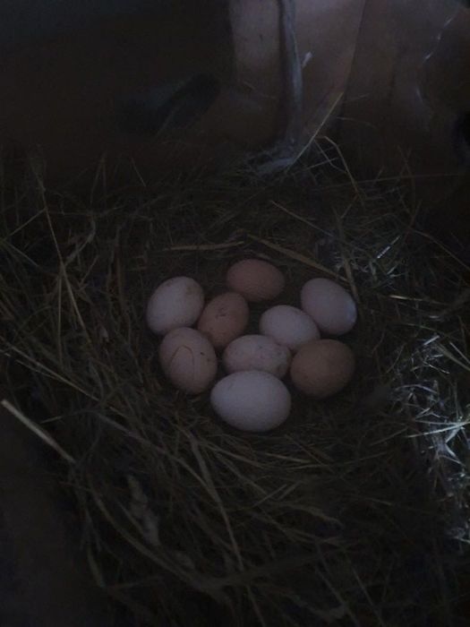 Sprzedam jajka wiejskie