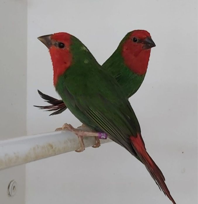 Diamantes papagaios, verde mar, áqua e lutinos