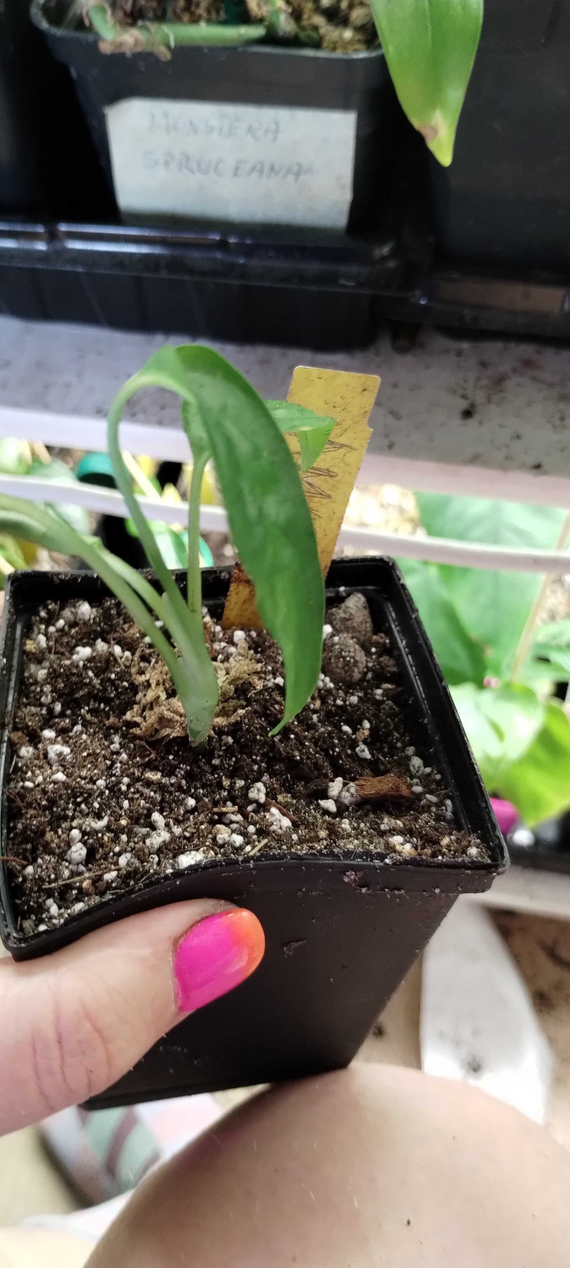 monstera oblique amazonas/amazonica