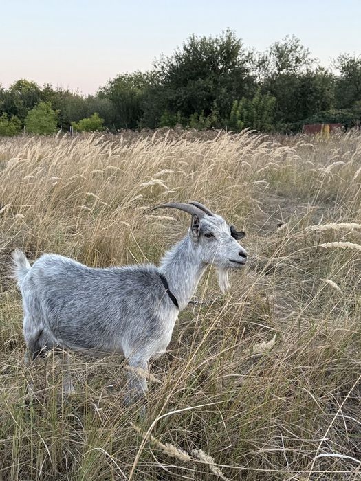 Срібляста коза – удойна годувальниця для вашої сім’ї 

Вік: 1 рік
