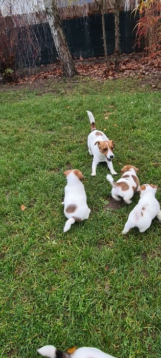 Jack Russel Terrier gładkowłosy samczyk Herbu Harpagan since 2007