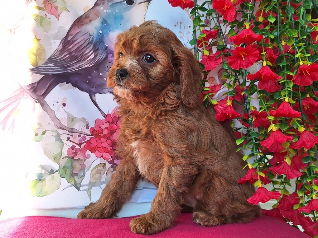 Cavalier & pudel to piękny cavapoo z certyfikatem