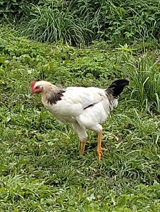 Молоді півні на продаж