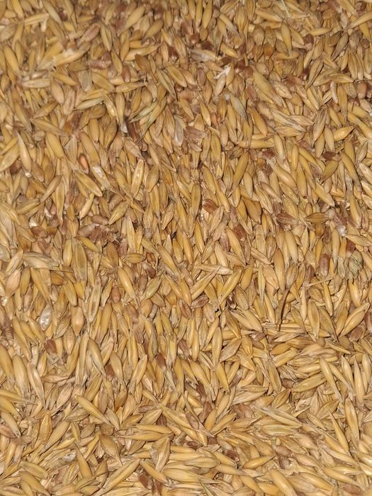 Mieszanka zbożowa Owies Jeczmien Pszenica