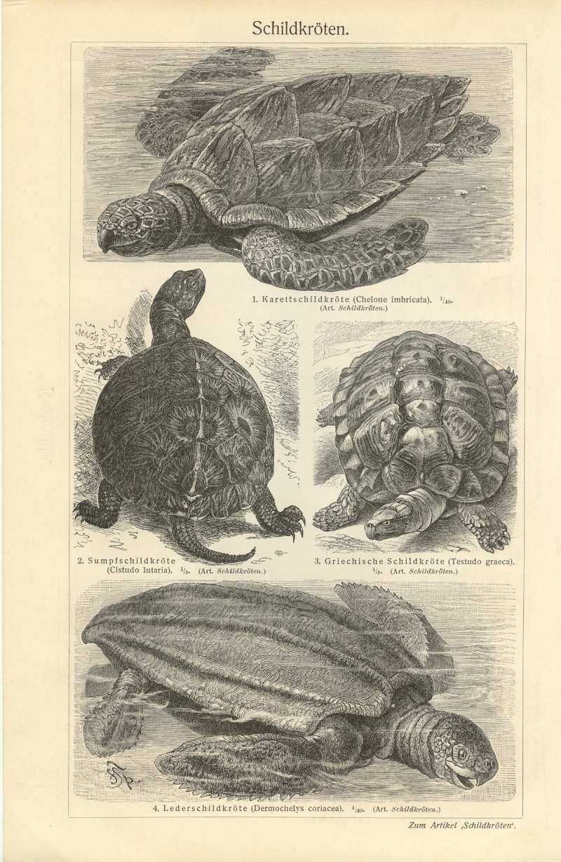 Żółwie  oryginalna XIX w. grafika
