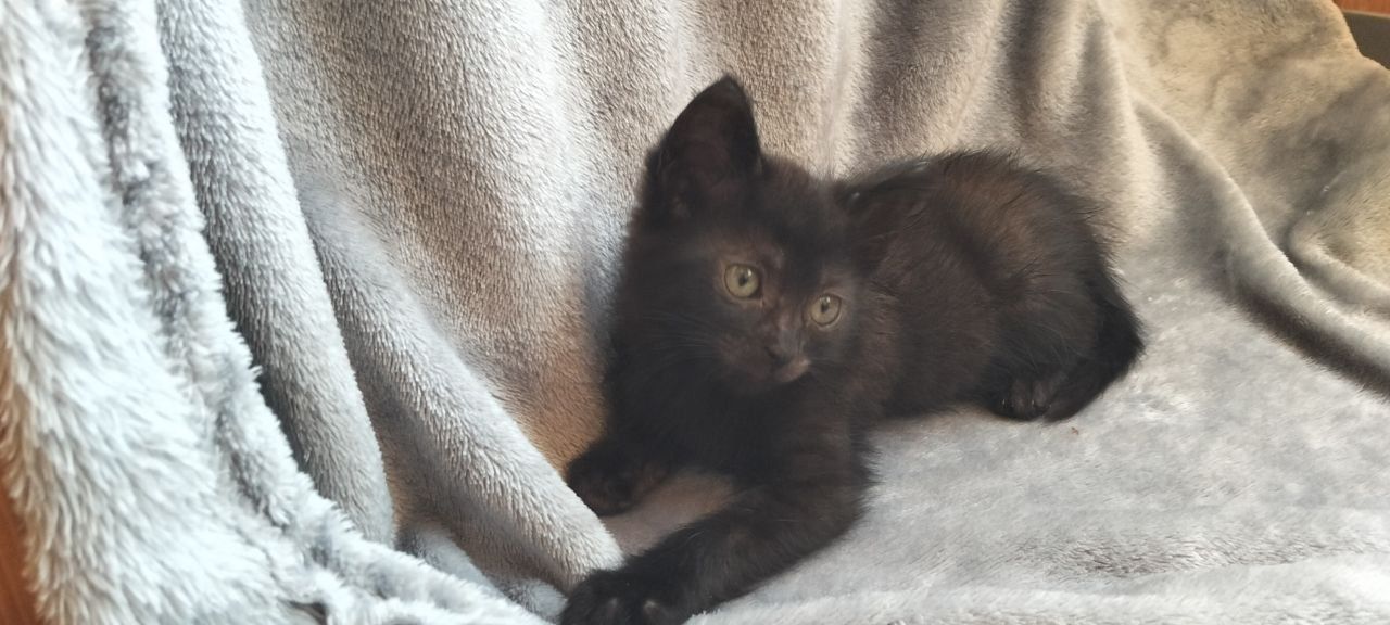 Кошенята 2 міс. хлопчик і дівчинка шукають родину