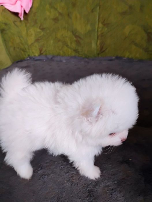 Sprzedam szpica pomerianiana