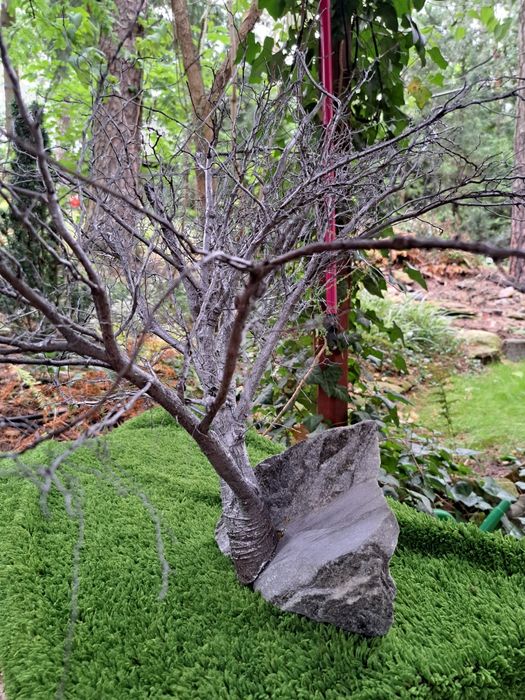 Bonsai który wyglądem broni się sam .