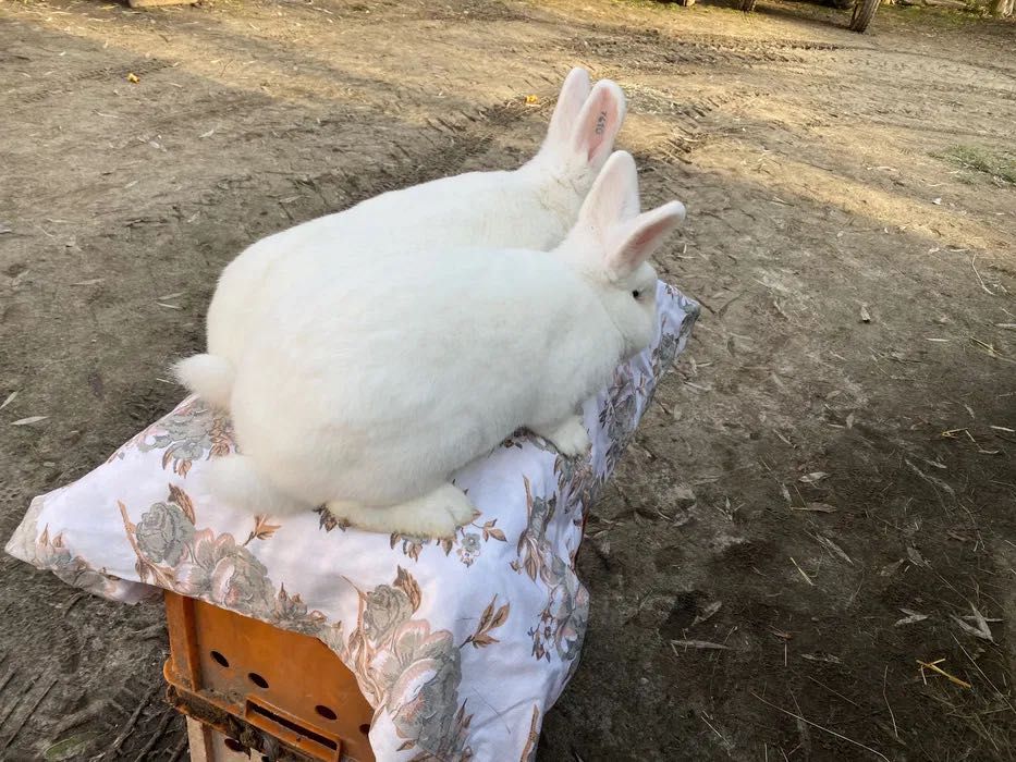 Wiedeński Bialy Samiczki Możliwa wysyłka