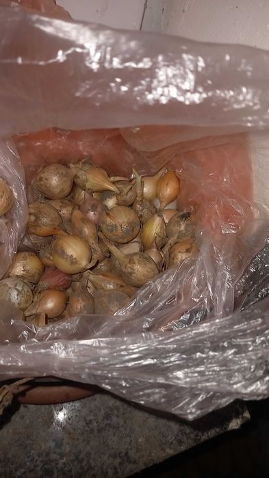 Продам озиму цибулю