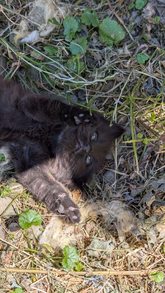 Котята ,кіт , котик
