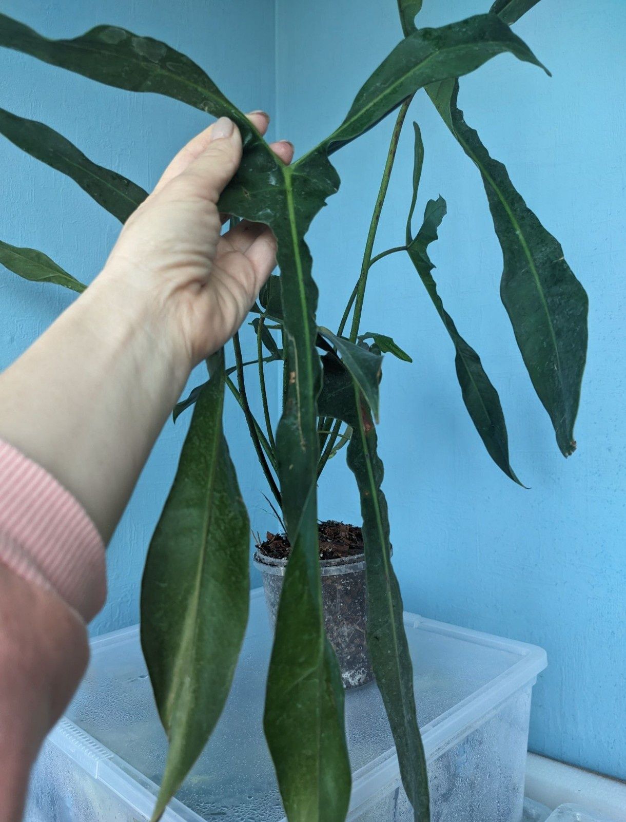 Філодендрон Longilobatum Lelano Miyano