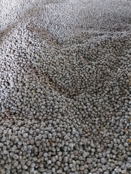 Łubin na poplon karo