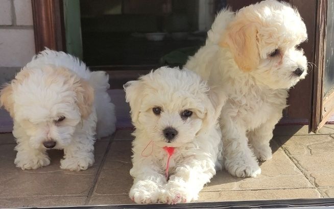 Bichon Frize з документами КСУ