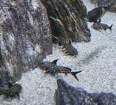 Giętkoząb Synodontis Petricola Duże osobniki 8-10 cm