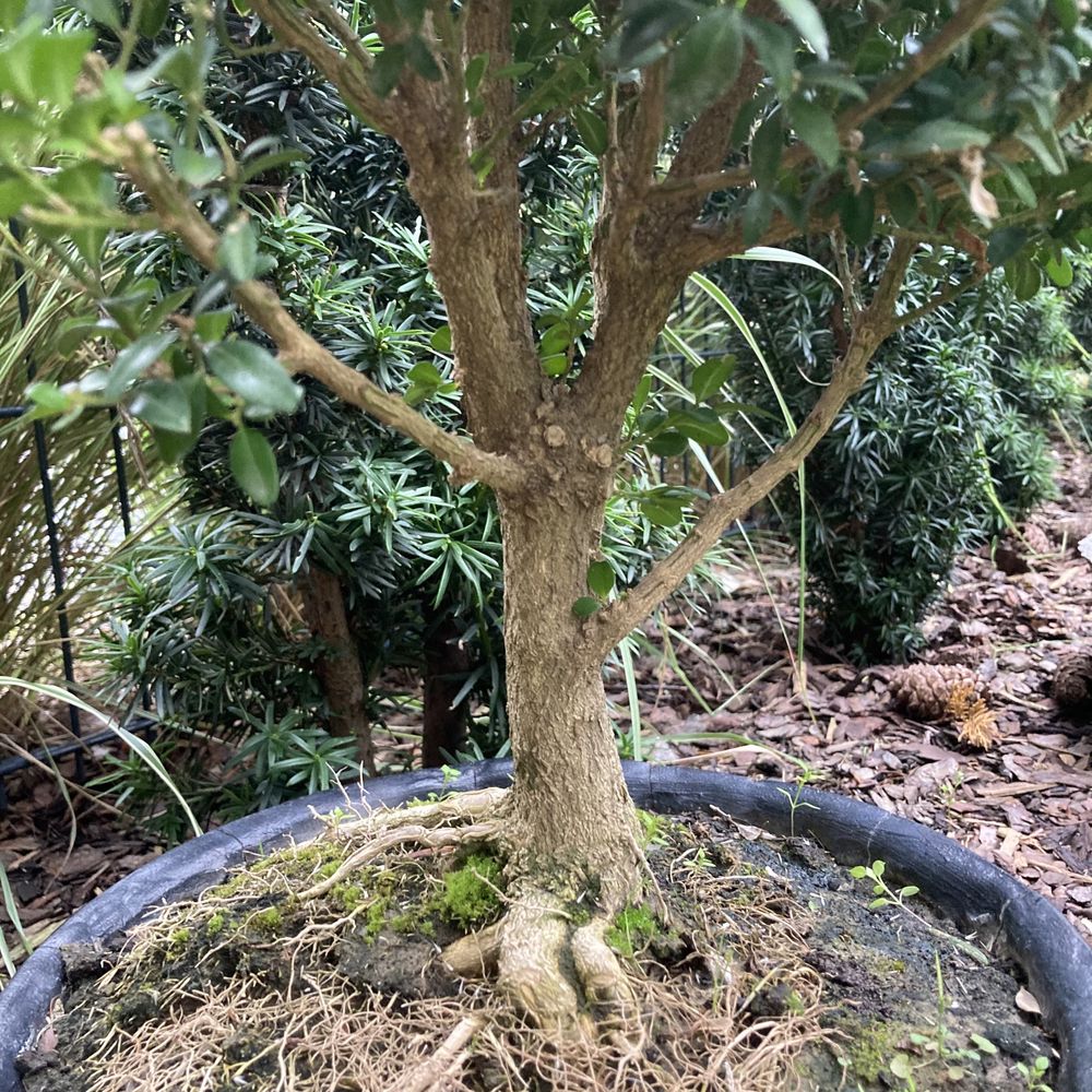 Dekoracyjne ogrodowe bonsai bukszpan w oryginalnej betonowej donicy