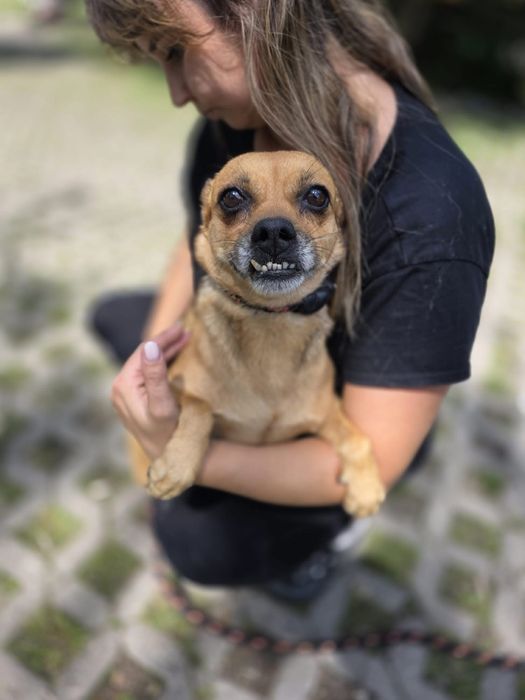 Zębuszka-urocza, delikatna suczka czeka na spokojny dom-adopcja