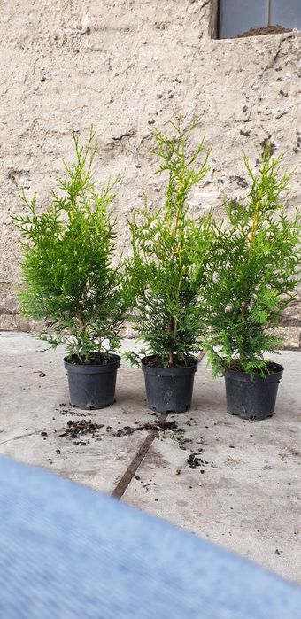 PROMOCJA! Szmaragd Thuja occidentalis Żywotnik zachodni 110cm!