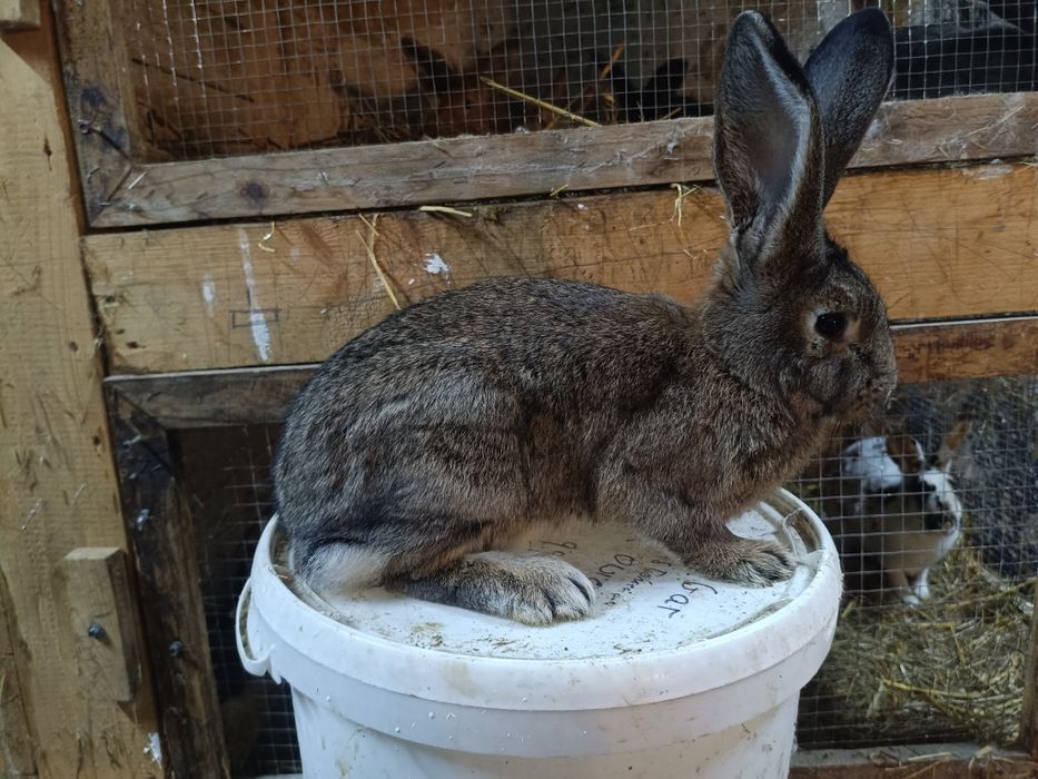 Samiczki mieszance Belg/rex 5 miesięcy