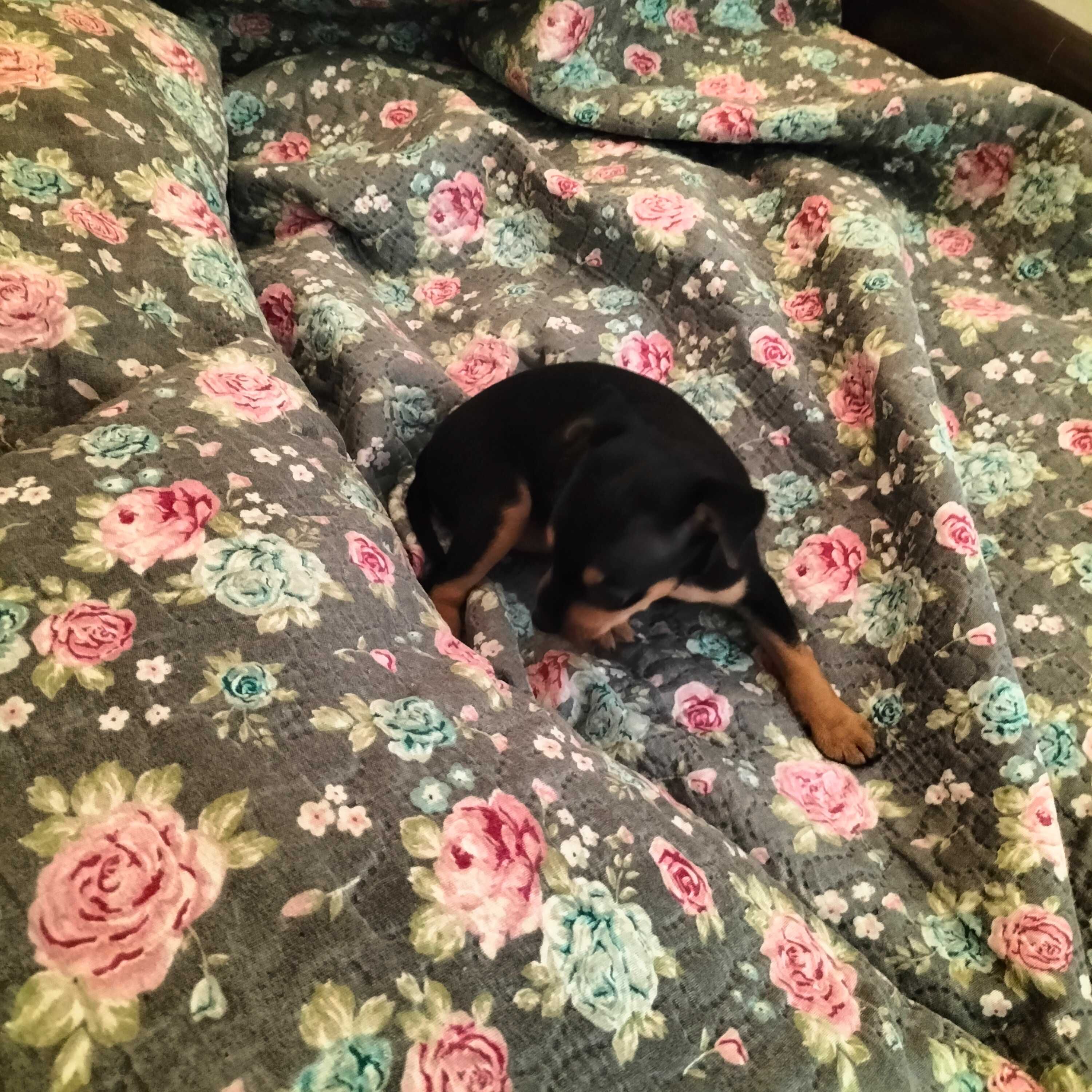 Pinscher fêmea linda