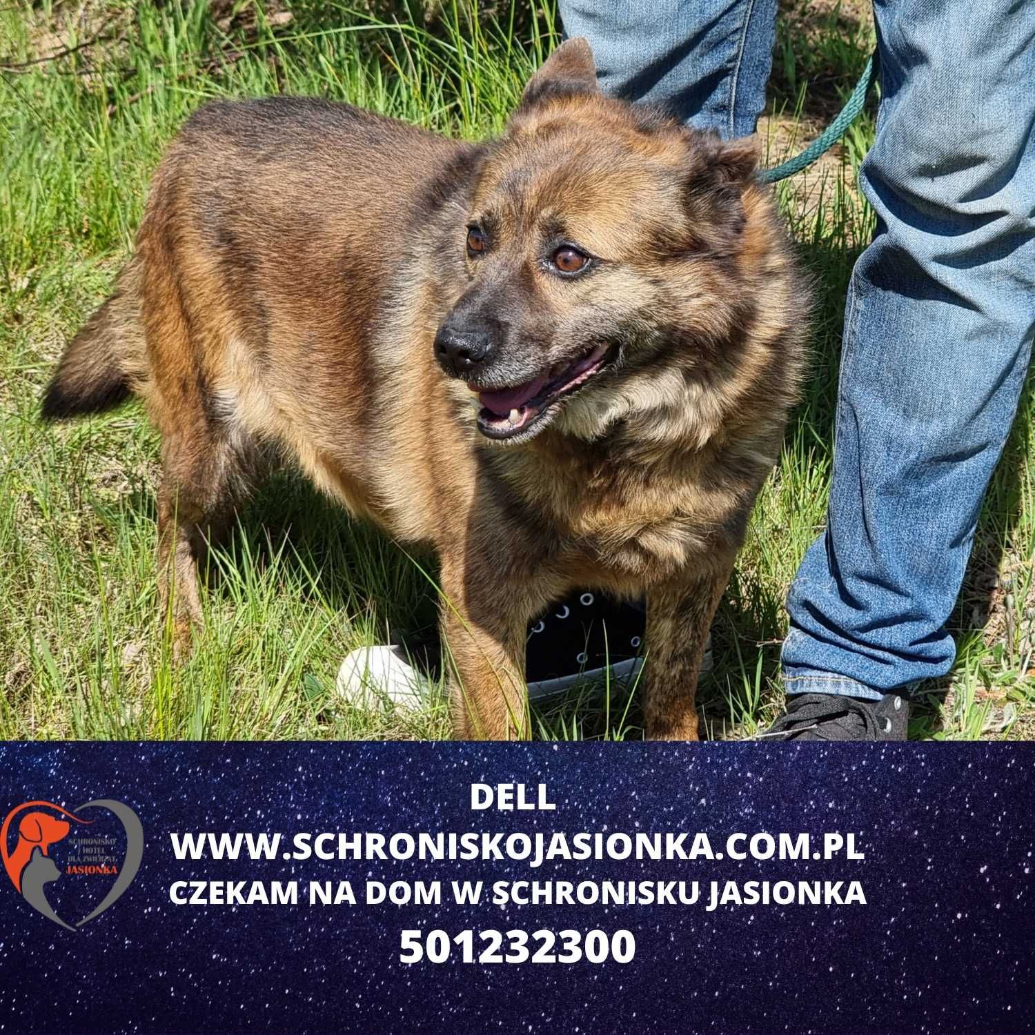 Dell- do adopcji Schronisko Jasionka