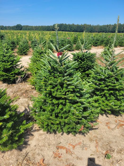 Jodła Frasera w donicy / doniczka 125 - 175 cm- Plantacja TuChoinki.pl