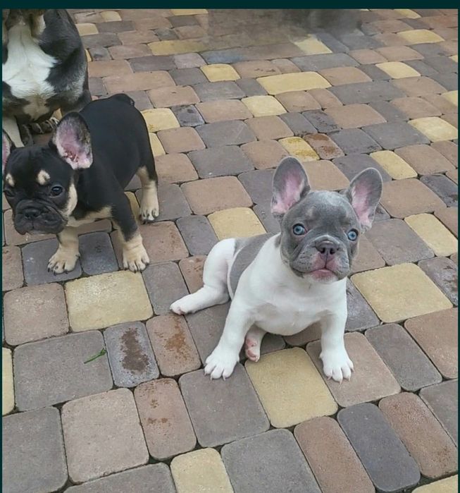 Французский бульдог _щенок ТОП. French.