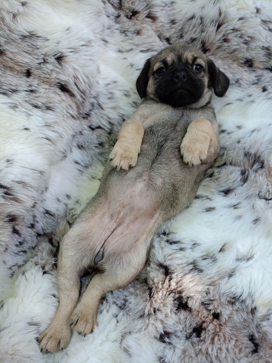 SUCZKA Mops + Chihuahua, cudowny charakter