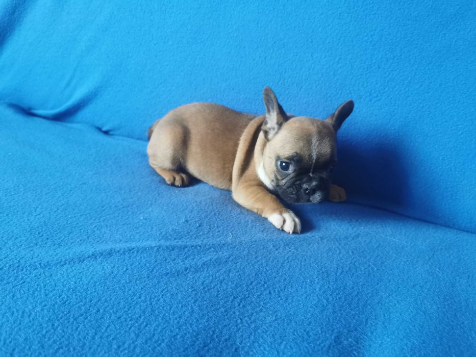 Chłopczyk  Buldog FRANCUSKI !