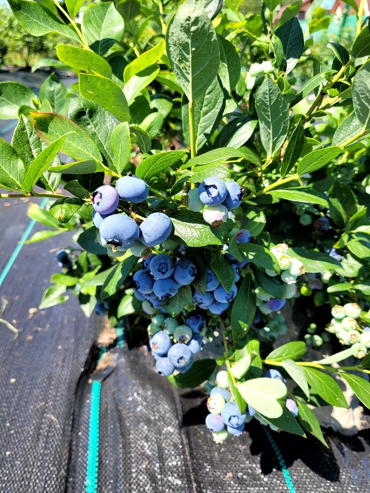 Borówki amerykańskie 1 kg