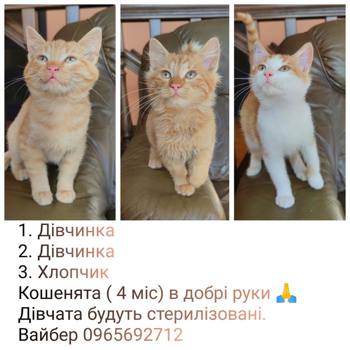 Кошенята в добрі руки