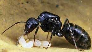 Мурахи Camponotus japonicus – купити з фермою, доставка Нова Пошта