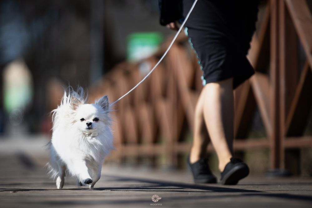 Reproduktor FCI zkwp Chihuahua długowłosy