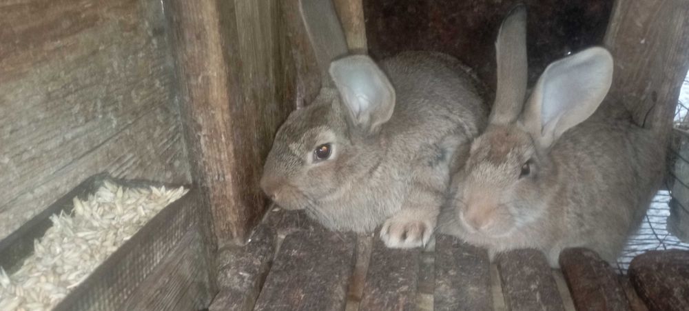 Продам кролики змішаних порід