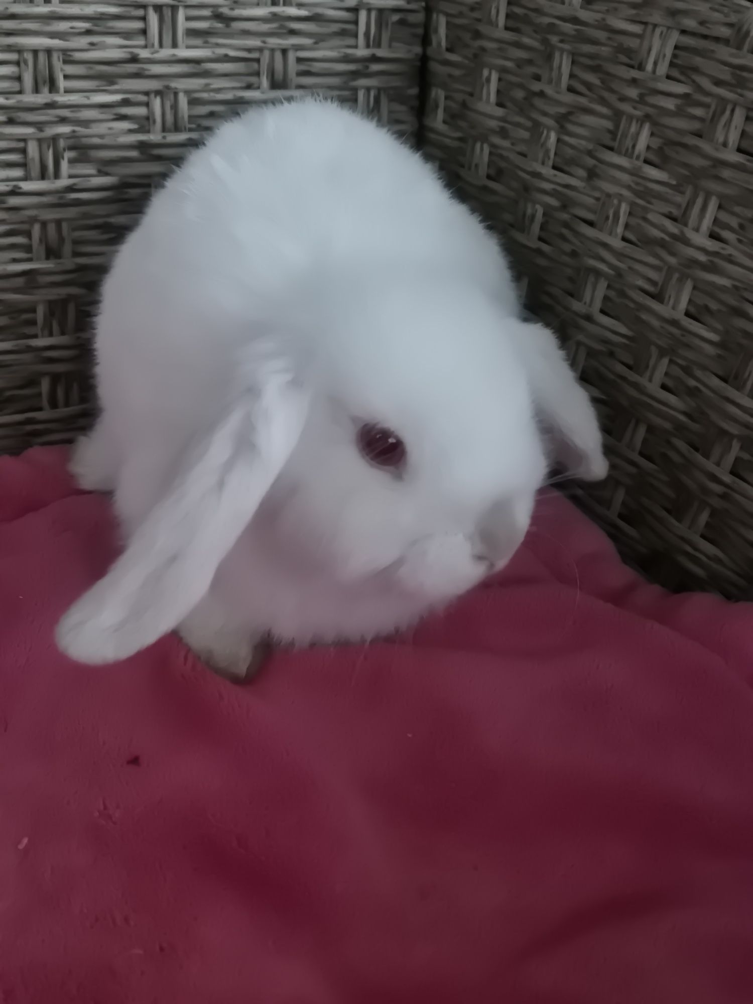 Królik minilopek mniejszy niż miniaturka