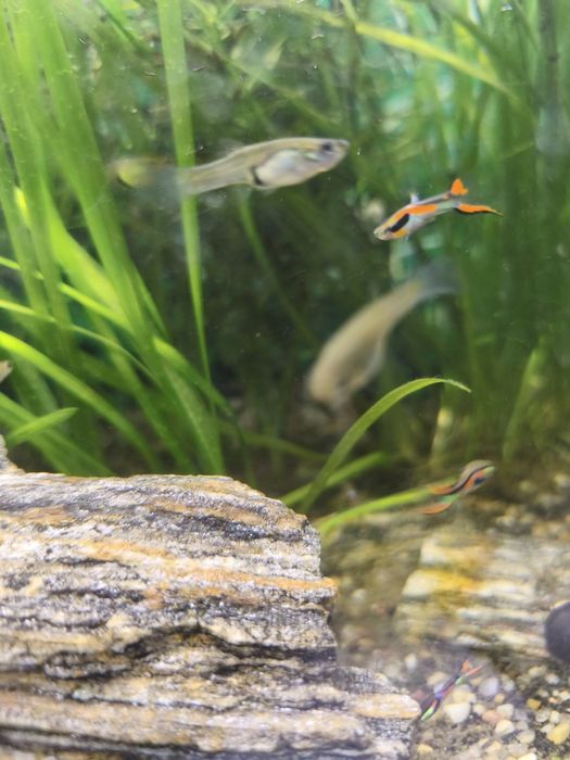 Sprzedam gupiki endlera