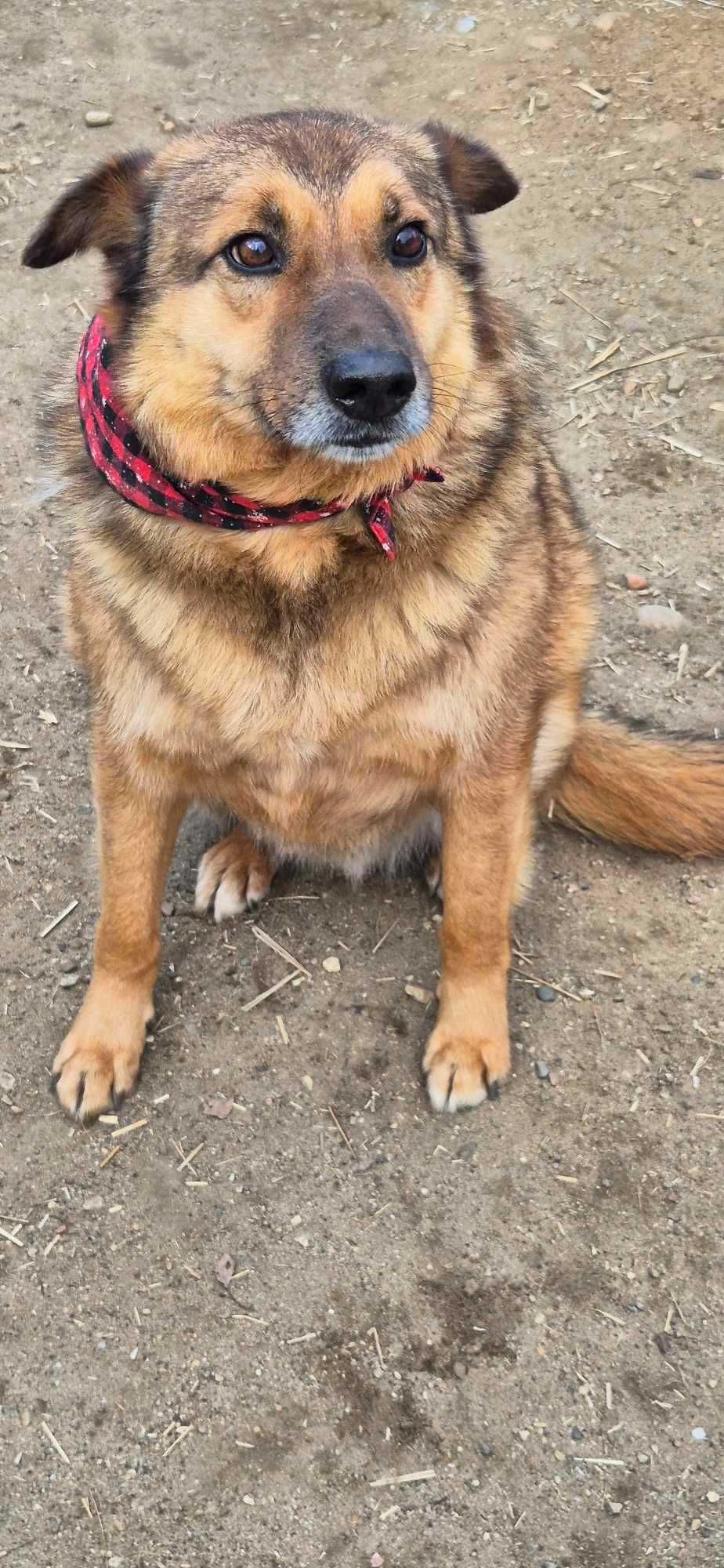 Piesek około 5 lat