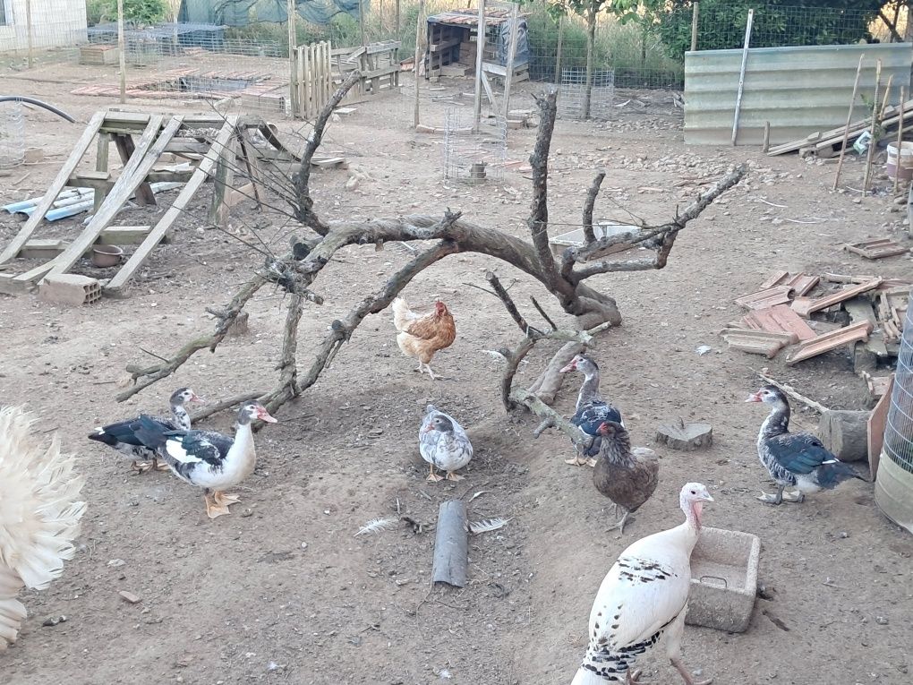 Patos mudos criados ao ar livre