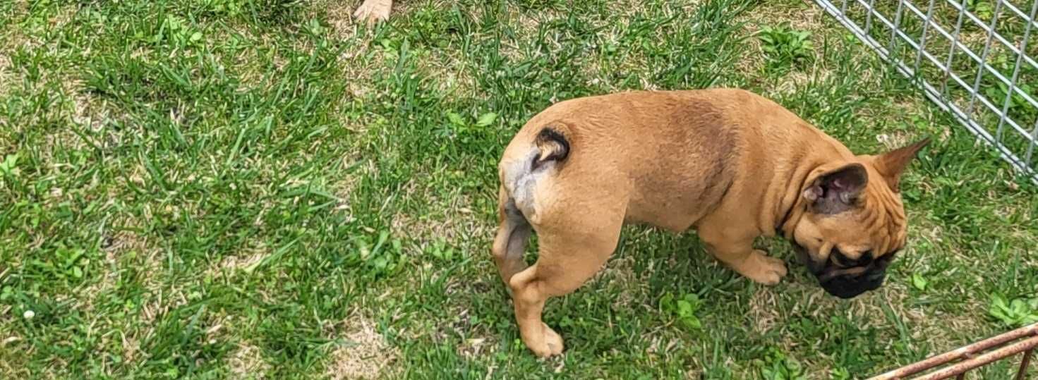 Buldog francuski