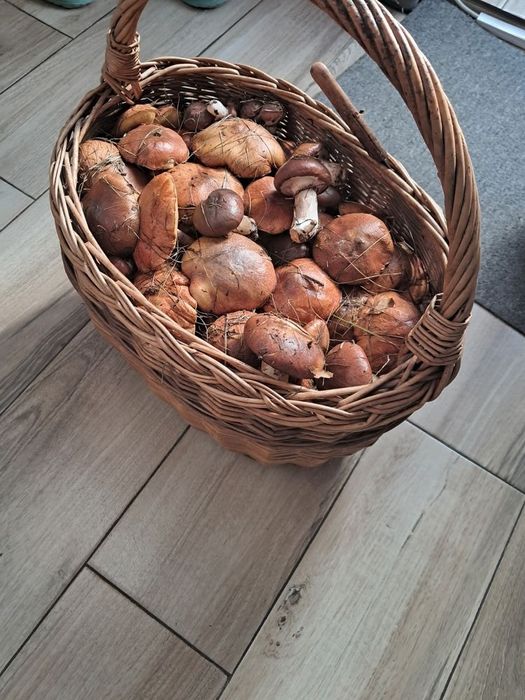 Grzyby maślaki 15zł
