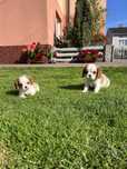 Cavalier King Charles spaniel