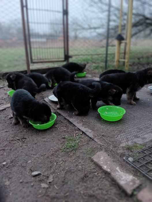 Щінки німецької вівчарки