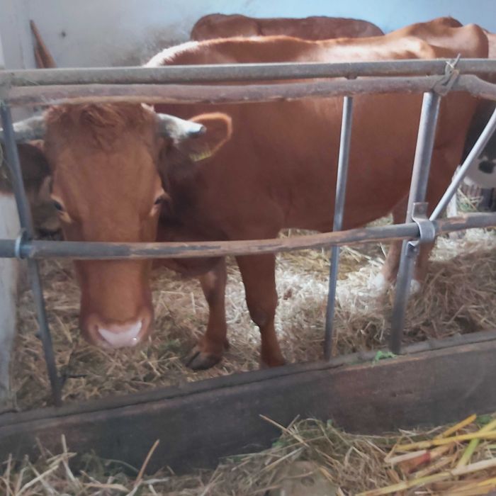 Krowa czerwona - indianka ;)