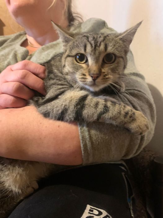 4=5 miesięczna kotka szuka domu niewychodzącego