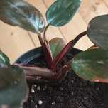 Philodendron pink princess