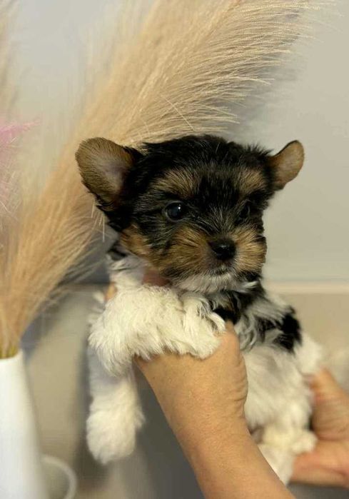Piesek Biewer Yorkshire Terrier ZKwP(fci)