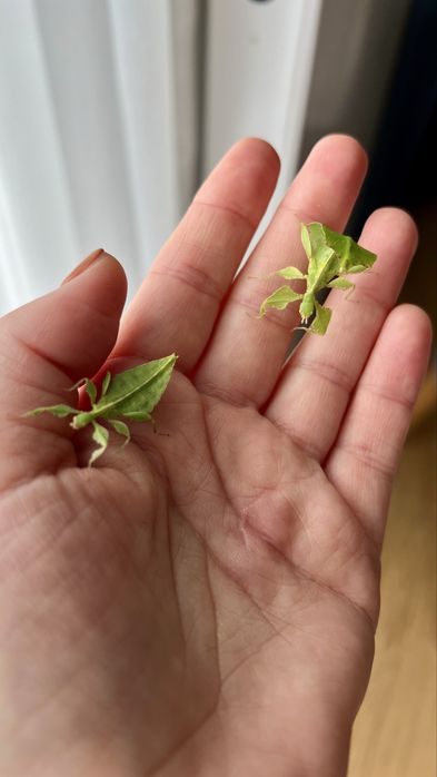 Liśćce cryptophyllium limogesi L3-L5