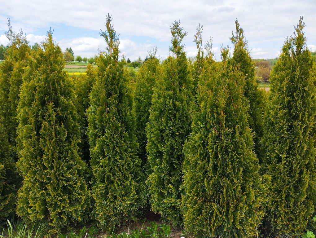 Thuja Szmaragd gęsty 160-170cm Garliczka