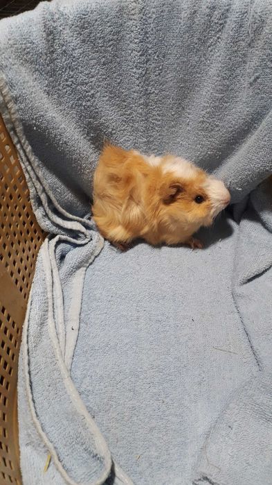 Морські свинки, розетки.