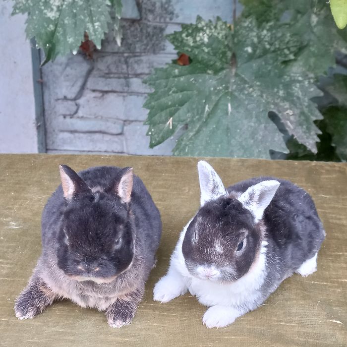 Кролики из питомника породы карликовый мини рекс